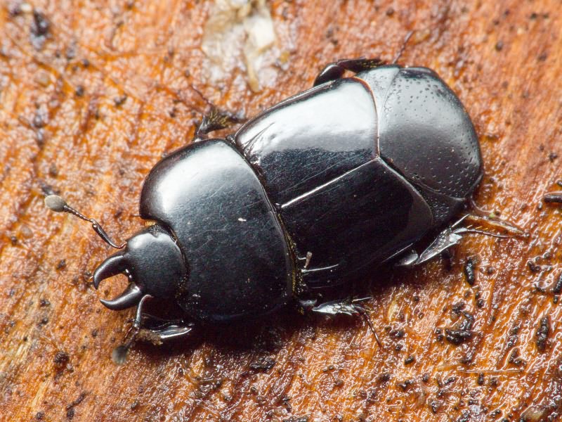 Hololepta plana (Sulzer, 1776)